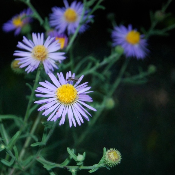 Meet your Posher, Rena - Picture 1 of 1